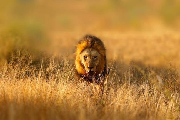 Lion African big cats pantera leo wildlife safari animals carnivore hunter stock photo