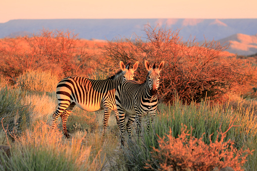 one Zebra wondering in the wild, Namibia