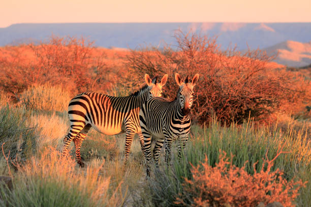 Mountain Zebra succulent karoo Augrabies plants sunset safari nature wildlife stock photo