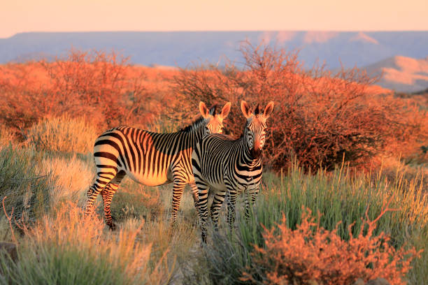 mountain zebra soczyste karoo augrabies rośliny zachód słońca safari przyrody przyrody - park narodowy krugera zdjęcia i obrazy z banku zdjęć