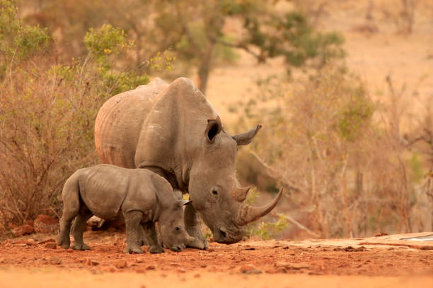 Rhinoceros African wildlife safari animals wilderness savanna white mother baby stock photo