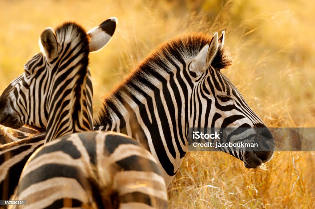 Zebra Streifen African Safari Tiere Tierwelt Savanne Burchells Natur Wildnis - Lizenzfrei Zebra Stock-Foto