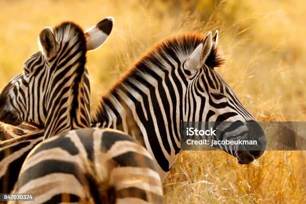 Zebra Streifen African Safari Tiere Tierwelt Savanne Burchells Natur Wildnis Stockfoto und mehr Bilder von Zebra