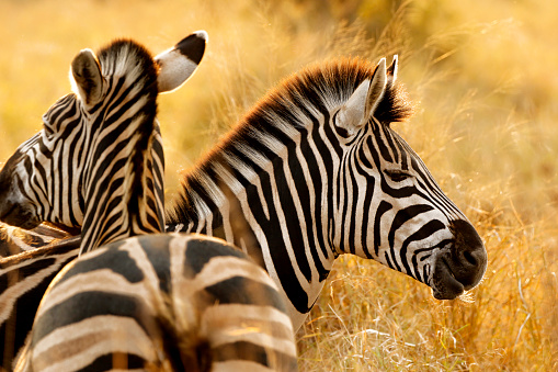 Two Burchells Zebra (Equus burchelli) standing in savanna, Kruger National Park, South Africa