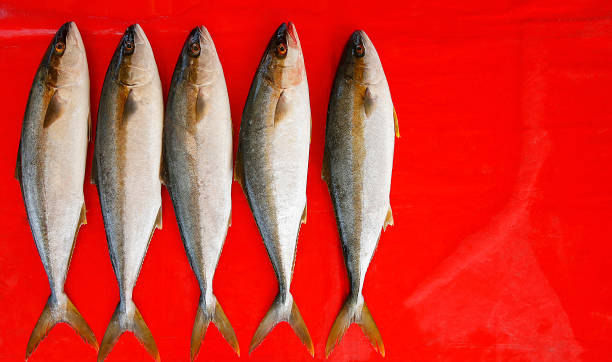 pesce coda gialla seriola lalandi mercato alimentare fresco pesca al largo porto shore oceani - fish catch of fish seafood red snapper foto e immagini stock