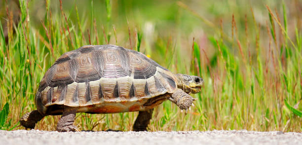 Tortoise angulate reptile walking shell-home dome nature wildlife outdoors safari stock photo