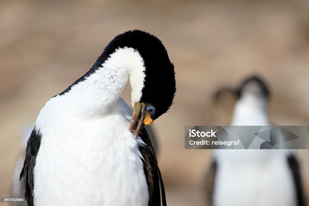 Imperial Shag Cormorant, phalacrocorax atriceps, Falkland Islands Imperial Shag Cormorant, phalacrocorax atriceps, Falkland Islands, Islas Malvinas Adventure Stock Photo