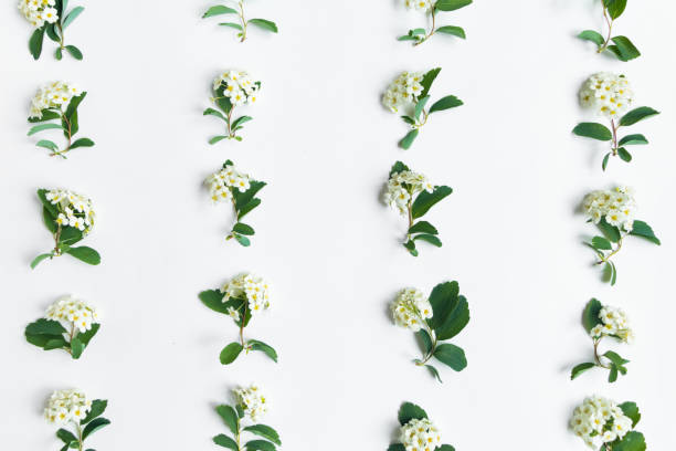 istock Pattern of flowering Spirea arguta (brides plant) on white table. Flat lay, top view 847033120