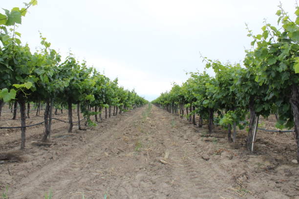 istock In the vineyard fog 847033950