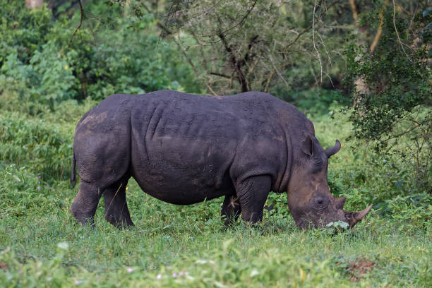 istock White Rhinoceros in the Wild 847036552