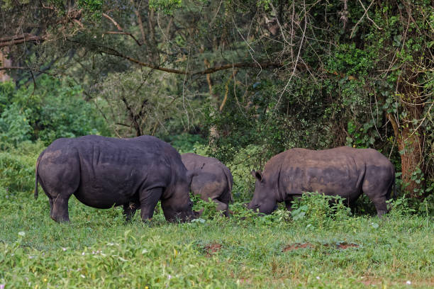 istock White Rhinoceros in the Wild 847036578