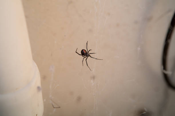 черная вдова рядом с домом - black widow spider стоковые фото и изображения