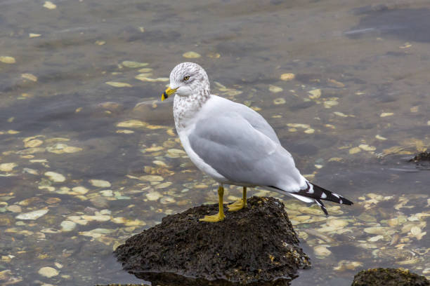 White and grey seagull standing on rock in the middle of seashells