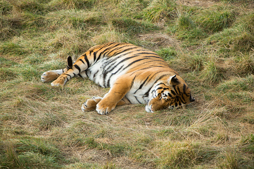 A big tiger rests in the grass.