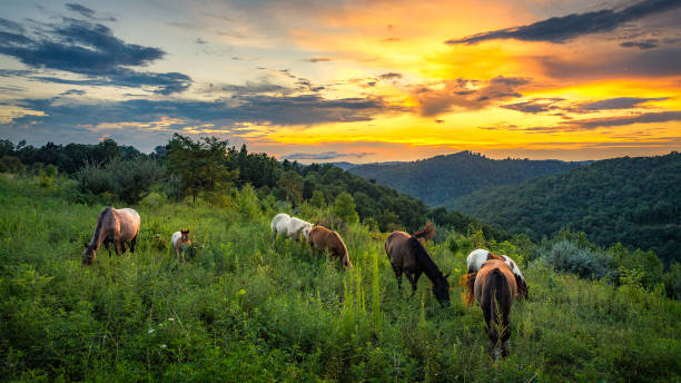 malowniczy letni zachód słońca z dzikimi końmi. - 6x9 zdjęcia i obrazy z banku zdjęć