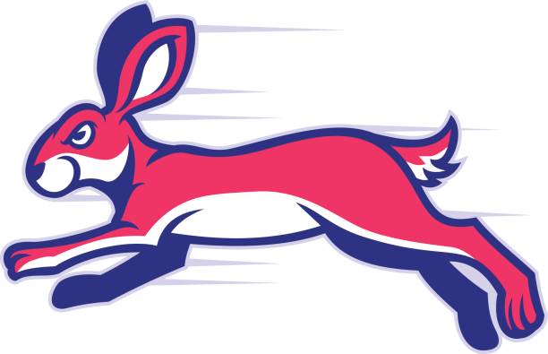 Jack Rabbit Shuttle Runner 180+ Jack Rabbit Running Stock Photos, Pictures & Royalty-Free Images ...
