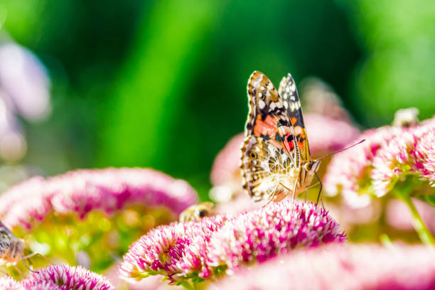 istock Butterfly and Sedum 847042982