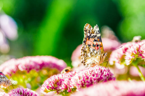 istock Butterfly and Sedum 847043038
