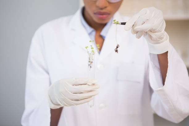 istock Scientist looking at sprouts in test tube 847043100