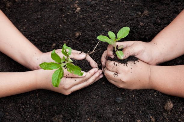 istock Children hands planting young tree on black soil together 847043434