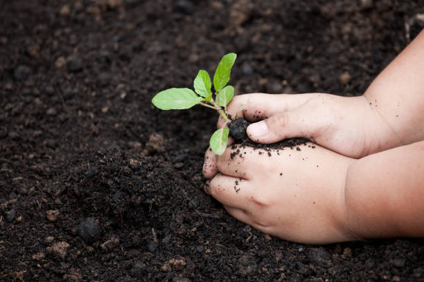 istock Child hands planting young tree on black soil 847043438