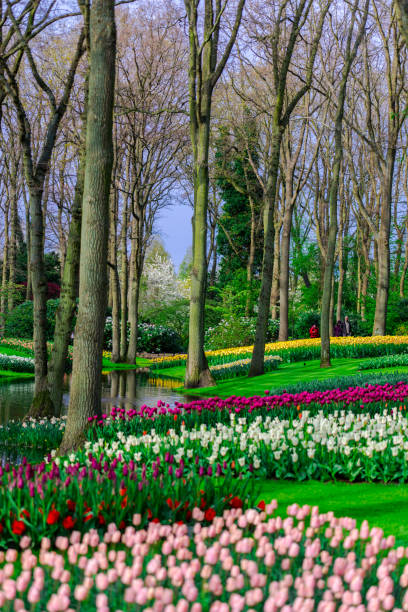 istock garden flowers 847050158