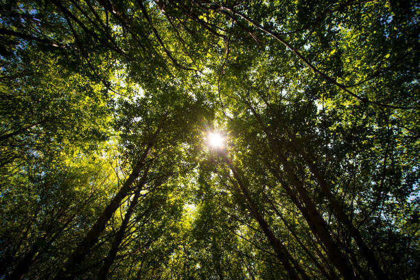 istock Trees in forest with sun poking through near Mt. St. Helens 847053742
