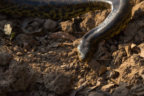 istock Yellow Anaconda on Transpantaneira Road 847053854