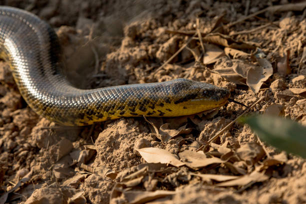 istock Yellow Anaconda on Transpantaneira Road 847053946