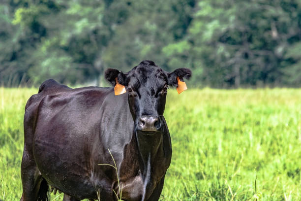 Black Angus brood cow from the chest up to the left with blank area to the right