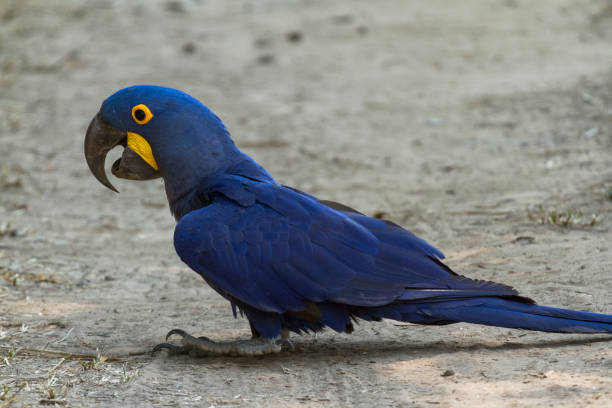 istock Brazilian Pantanal - Blue Macaw 847054410