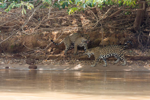 istock Brazilian Pantanal - Jaguar 847054682
