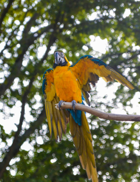 istock Blue and yellow macaw Macaw parrot 847055182