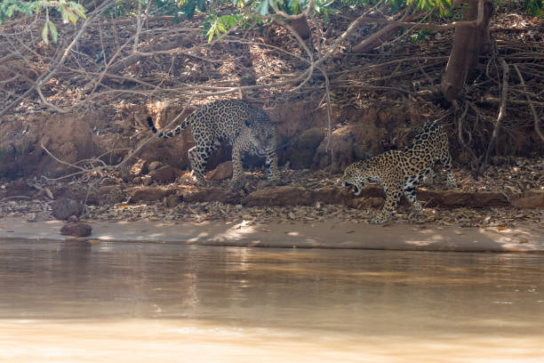 istock Brazilian Pantanal - Jaguar 847057434