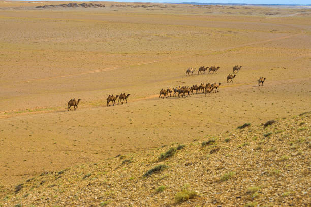 istock Double Hump Bactrian Camels Gobi Desert High Angle 847058582