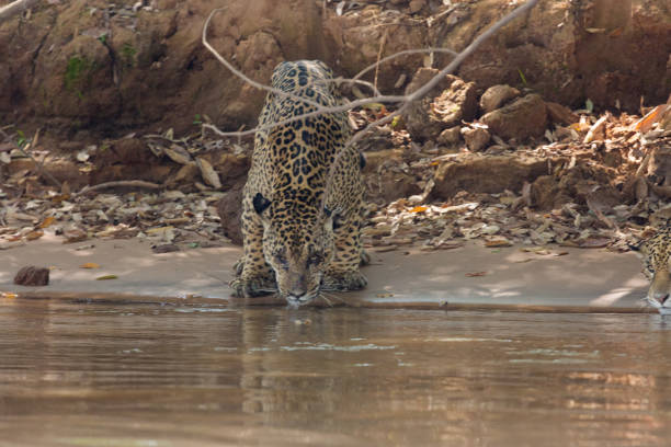 istock Brazilian Pantanal - Jaguar 847058646