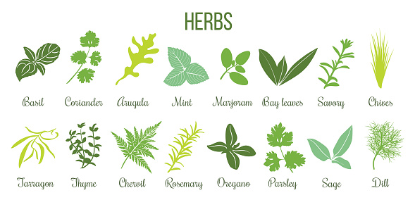 Big icon set of popular culinary herbs. Flat style. Basil, coriander, mint, rosemary, sage, basil, thyme, parsley etc. For cooking, cosmetics, store, health care, tag label, food design