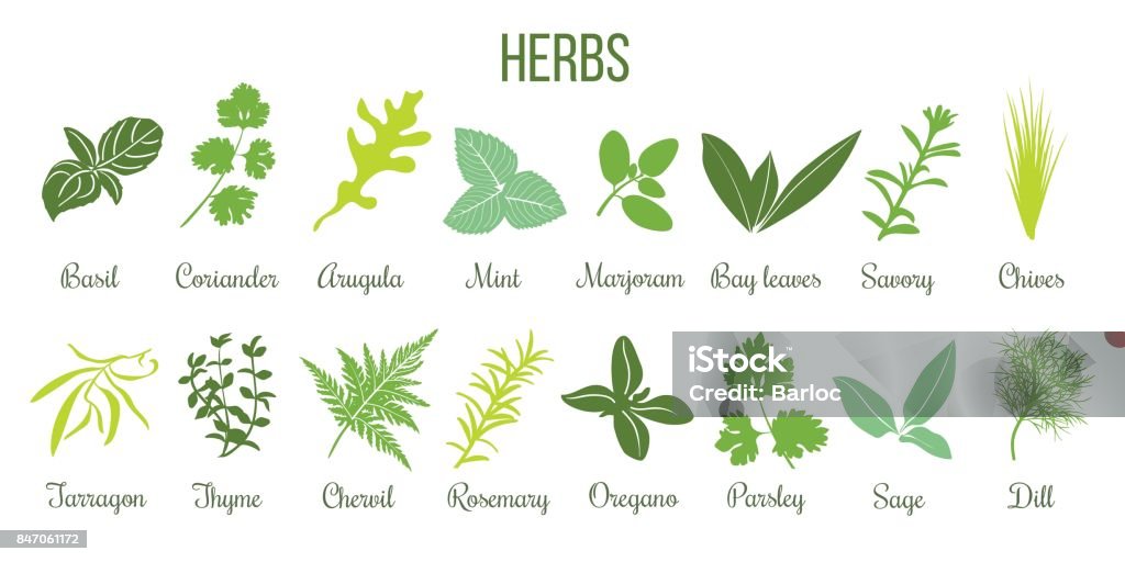 Big icon set of flat culinary herbs. sage, thyme, rosemary, basil Big icon set of popular culinary herbs. Flat style. Basil, coriander, mint, rosemary, sage, basil, thyme, parsley etc. For cooking, cosmetics, store, health care, tag label, food design Sage stock vector