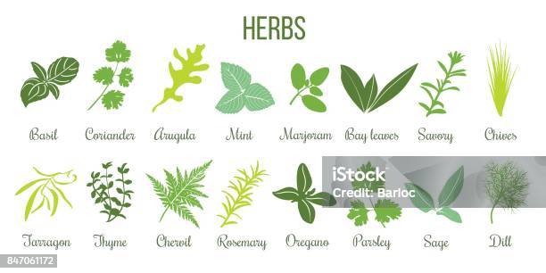 Big Icon Set Of Flat Culinary Herbs Sage Thyme Rosemary Basil Stock Illustration - Download Image Now