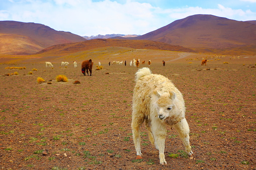 Alpaca andean llamas and young animal, animal wildlife in Bolivian Andes altiplano and Idyllic Atacama Desert, Volcanic landscape panorama – Potosi region, Bolivian Andes, Chile, Bolívia and Argentina border