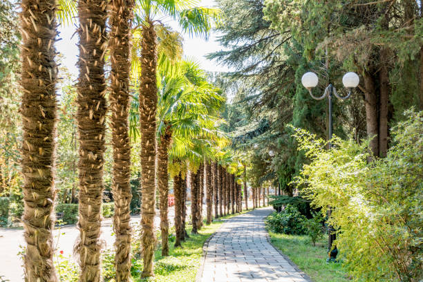 istock Alley in public park 847062896