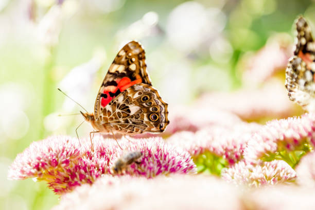 istock Butterfly and Sedum 847065934