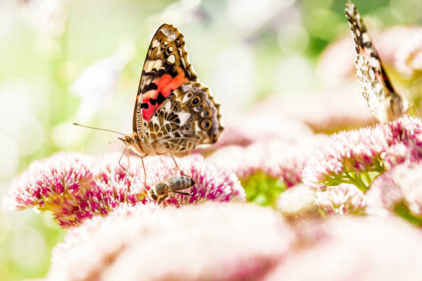 istock Butterfly and Sedum 847066526