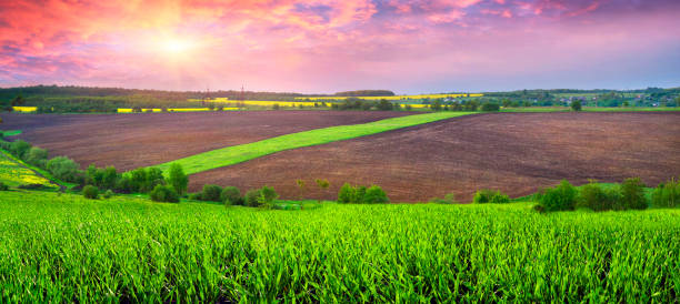 istock Rapeseed field in Eastern Europe 847066684