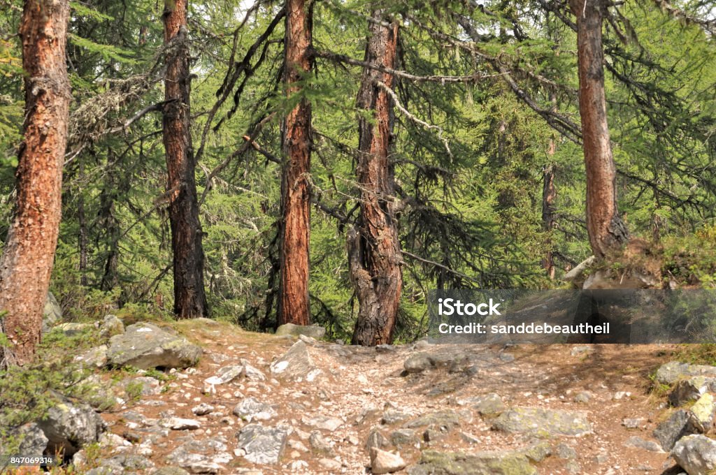 forest of larches footpath crossing a forest of larches Coniferous Tree Stock Photo