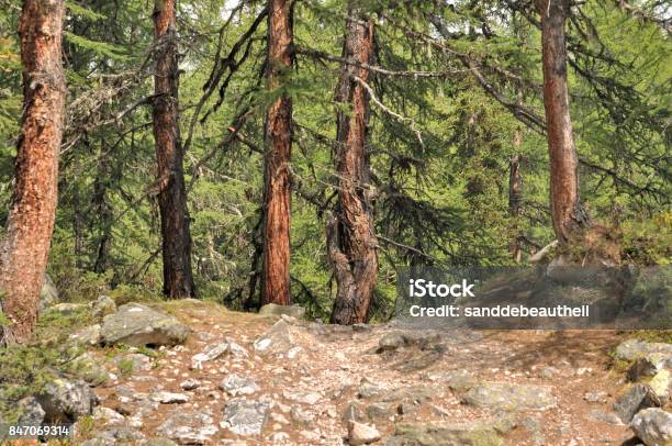 Forest Of Larches Stock Photo - Download Image Now - Coniferous Tree, Fir Tree, Footpath