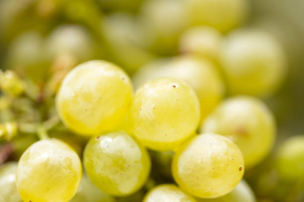 Ripe juicy green grapes in the garden