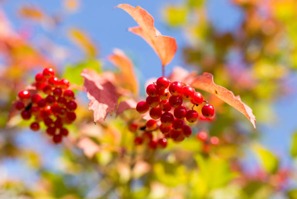 istock red viburnum berries on a tree branch 847069704