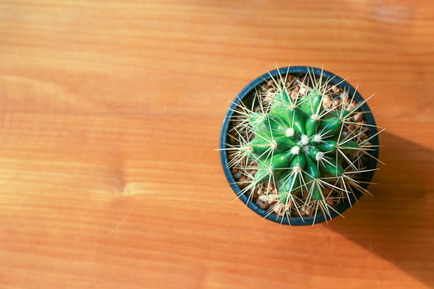 istock cactus on wood Still Life Natural  Cactus Plants on Wood 847070080