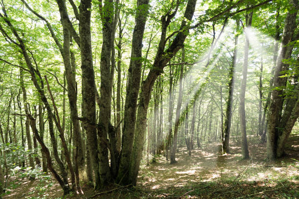 Forest in the Seva de Irati in Navarra, Spain.